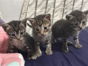 Gato raça SRD-ViraLata idade Abaixo de 2 meses nome Sem nomes 