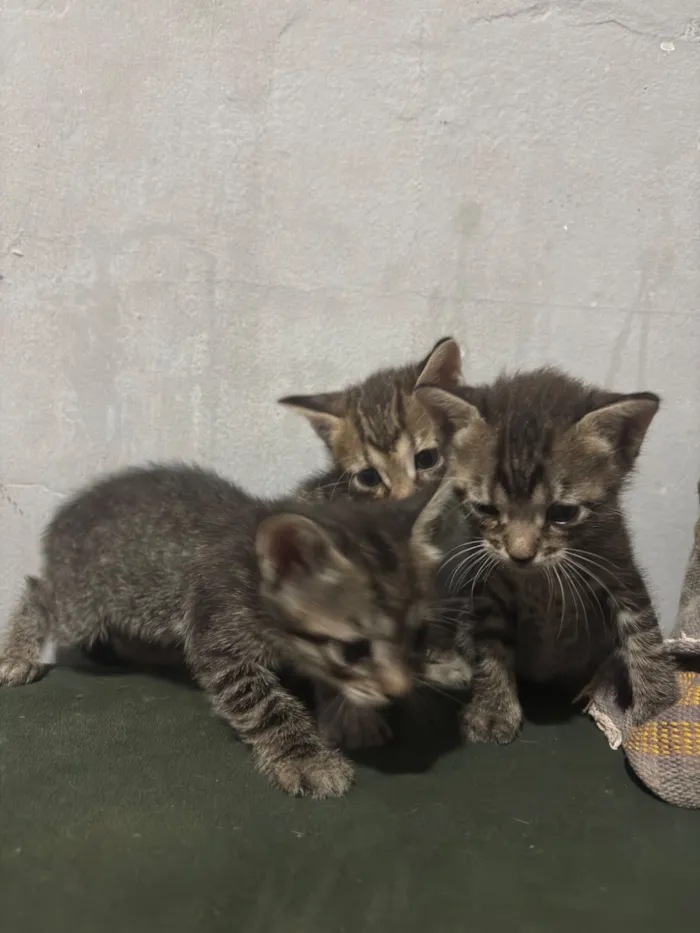 Gato raça SRD-ViraLata idade Abaixo de 2 meses nome Sem nomes 