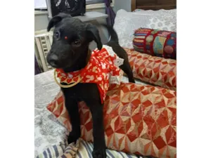 Cachorro raça SRD-ViraLata idade 2 a 6 meses nome pity