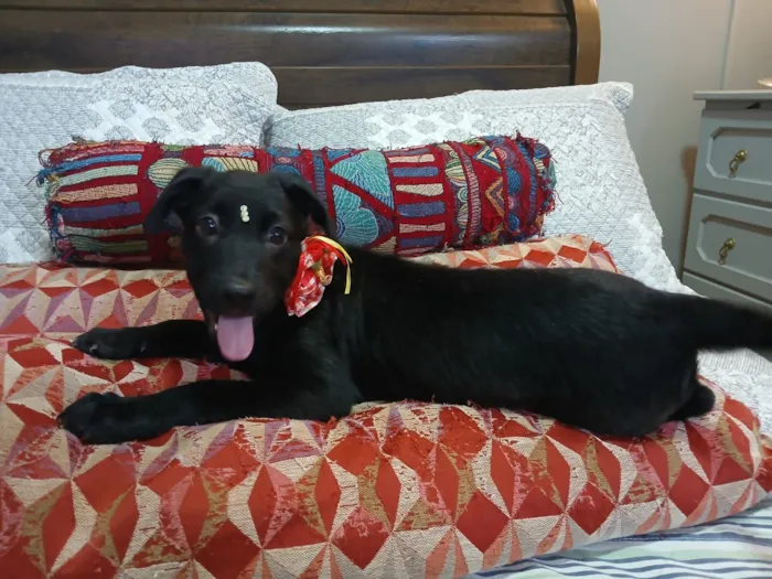 Cachorro raça SRD-ViraLata idade 2 a 6 meses nome pity