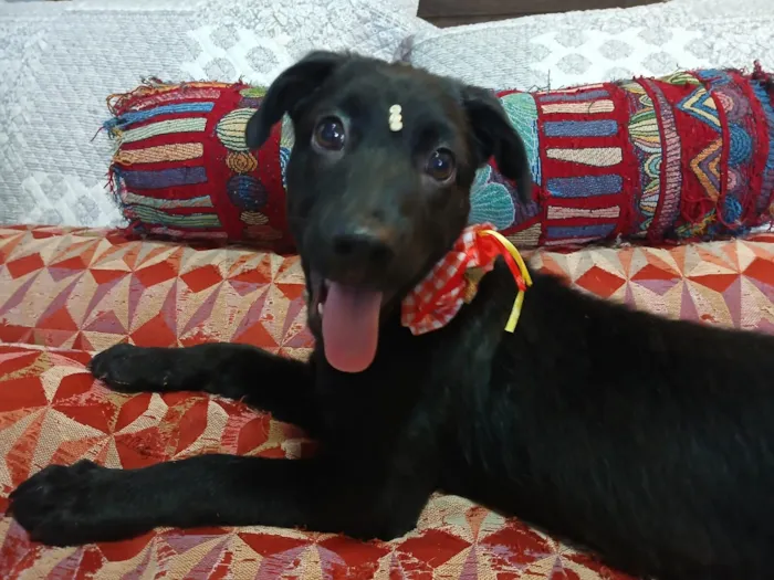 Cachorro raça SRD-ViraLata idade 2 a 6 meses nome pity
