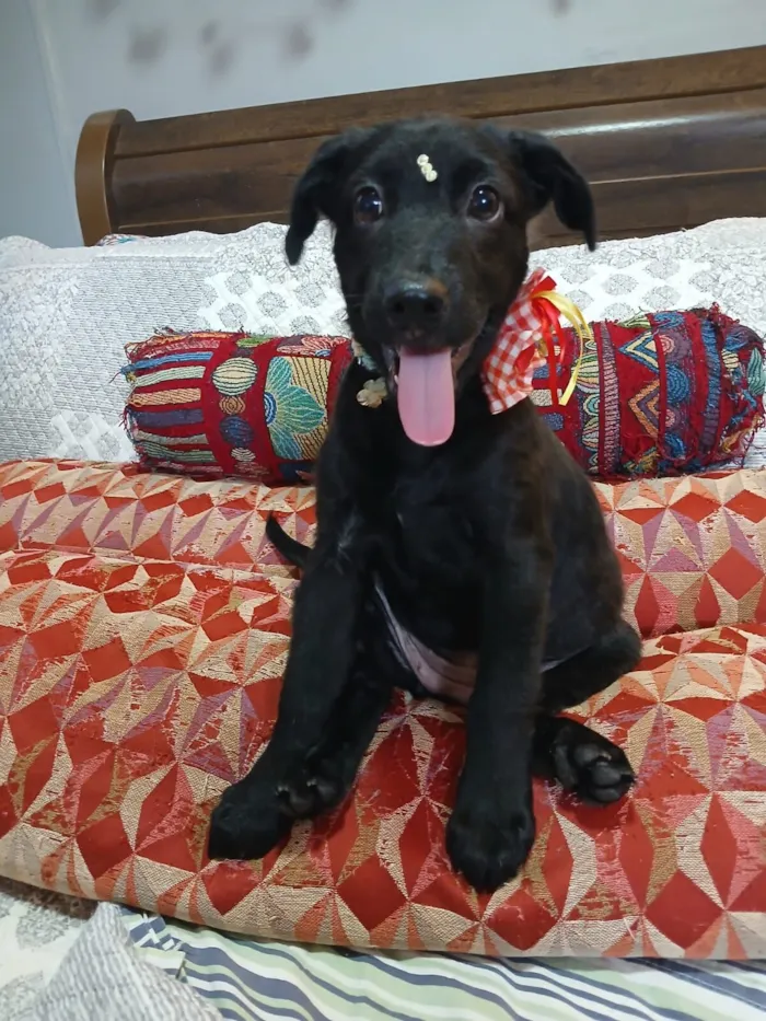 Cachorro raça SRD-ViraLata idade 2 a 6 meses nome pity