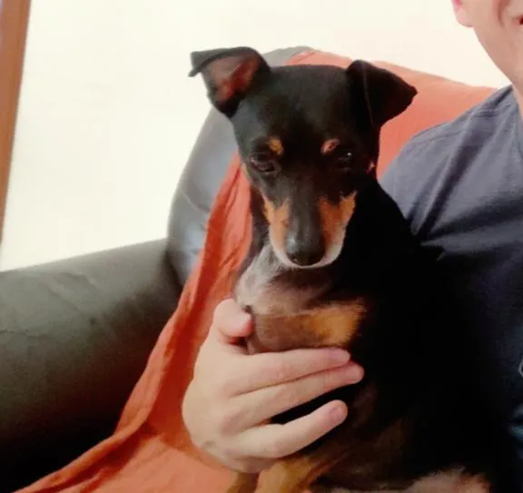 Cachorro raça Pinscher idade 6 ou mais anos nome Thanos