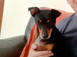 Cachorro raça Pinscher idade 6 ou mais anos nome Thanos