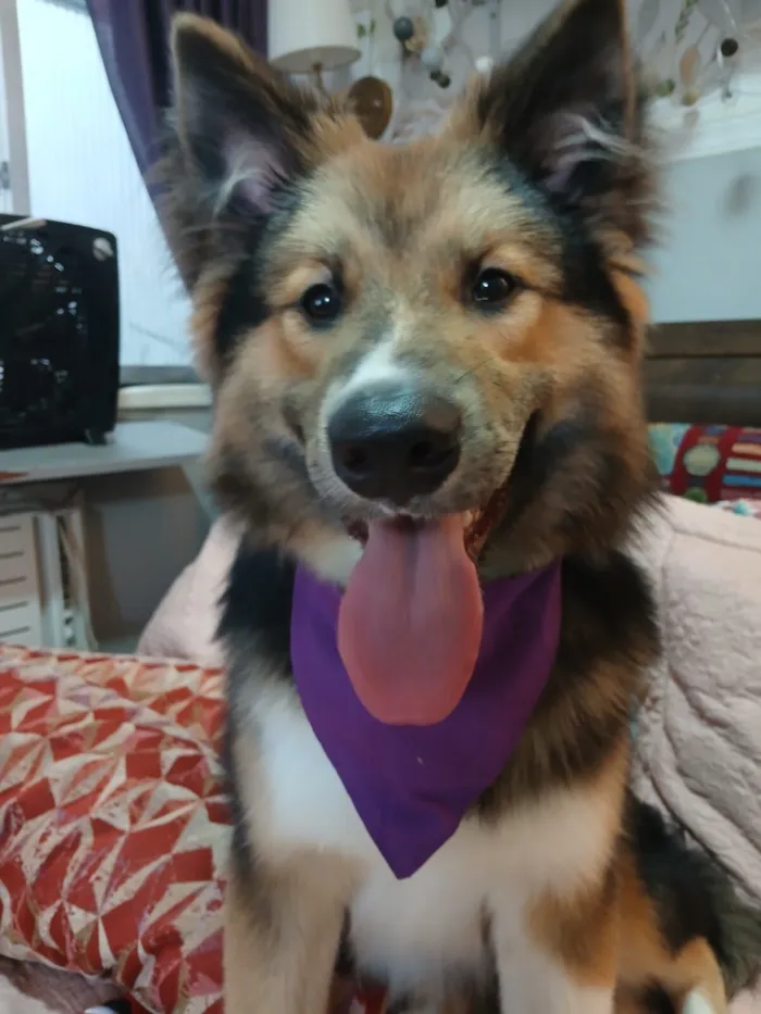 Cachorro raça SRD-ViraLata idade 2 a 6 meses nome Sansão 