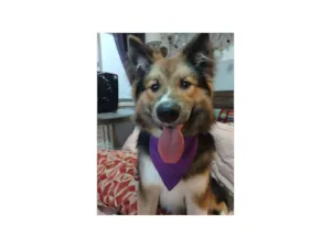 Cachorro raça SRD-ViraLata idade 2 a 6 meses nome Sansão 