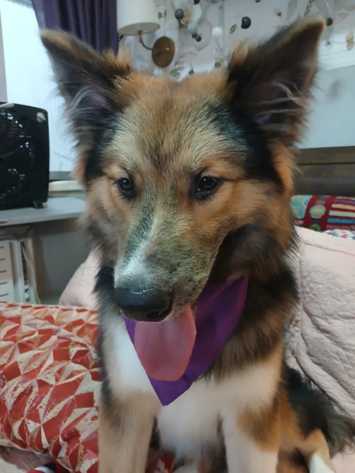 Cachorro raça SRD-ViraLata idade 2 a 6 meses nome Sansão 