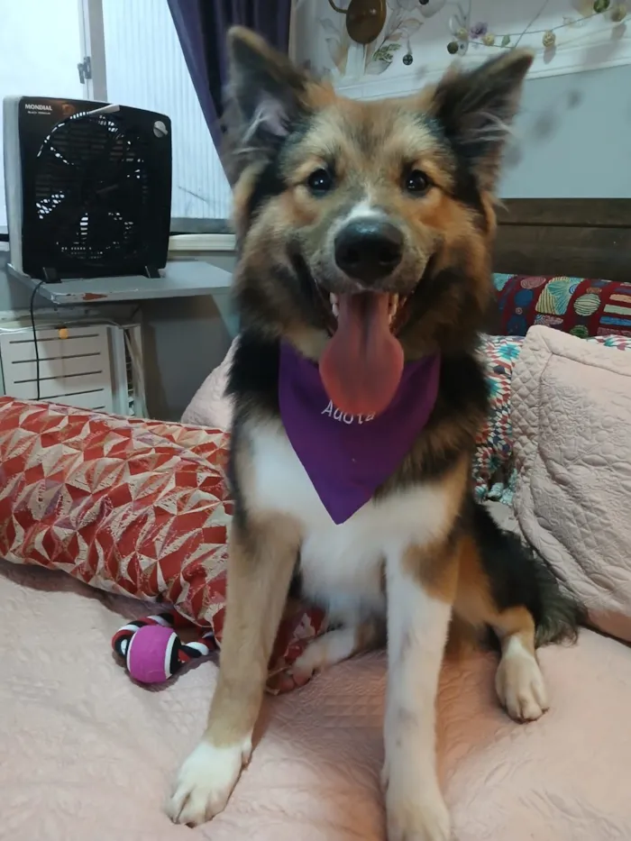 Cachorro raça SRD-ViraLata idade 2 a 6 meses nome Sansão 