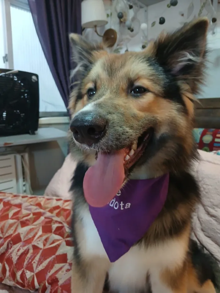 Cachorro raça SRD-ViraLata idade 2 a 6 meses nome Sansão 