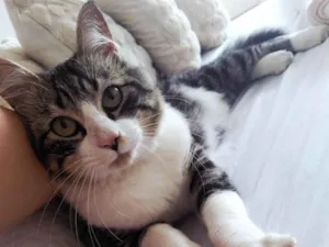 Gato raça SRD-ViraLata idade 1 ano nome Zeus