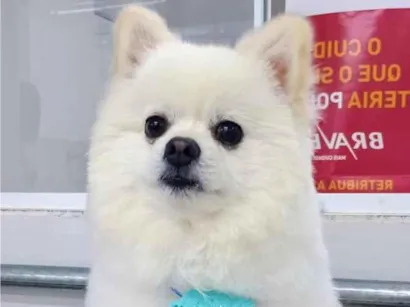 Cachorro raça Dogue Alemão idade 2 anos nome Bryan