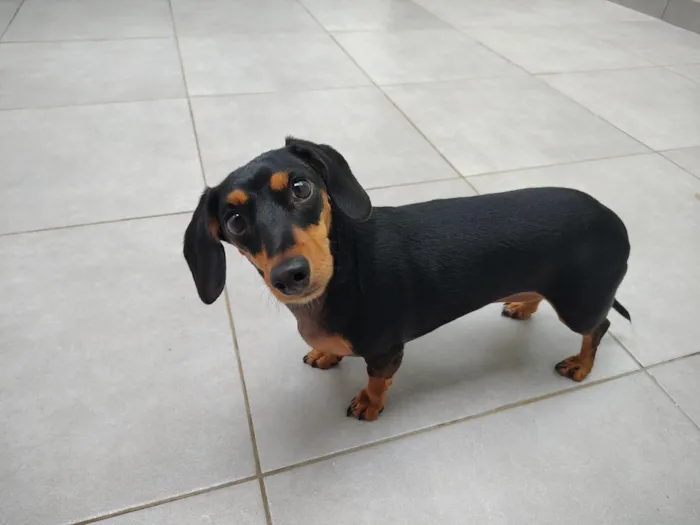 Cachorro raça Basset-Cofap idade 4 anos nome Rosita 