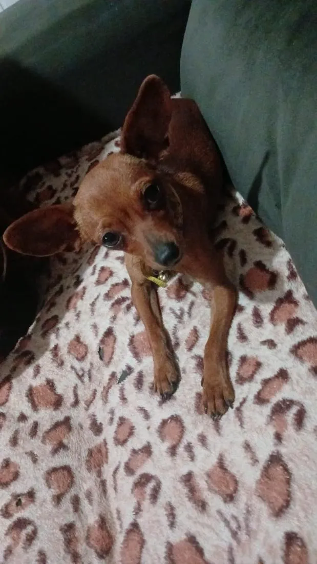 Cachorro raça Pinscher idade 3 anos nome vanetinha