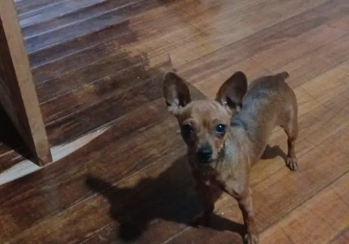 Cachorro raça Pinscher idade 3 anos nome vanetinha