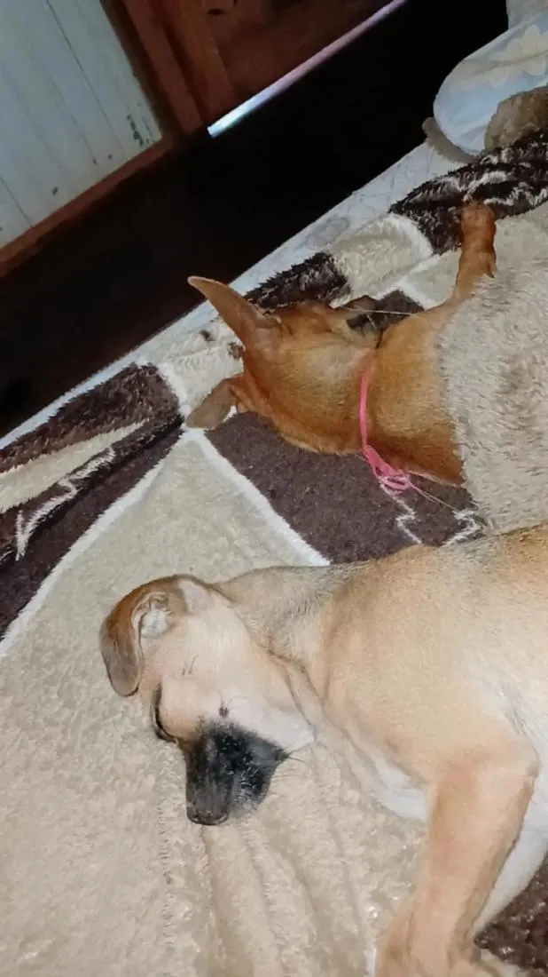 Cachorro raça Pinscher idade 3 anos nome vanetinha