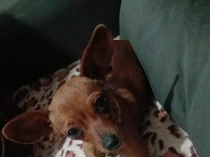 Cachorro raça Pinscher idade 3 anos nome vanetinha