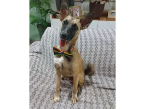 Cachorro raça SRD-ViraLata idade 1 ano nome lucca