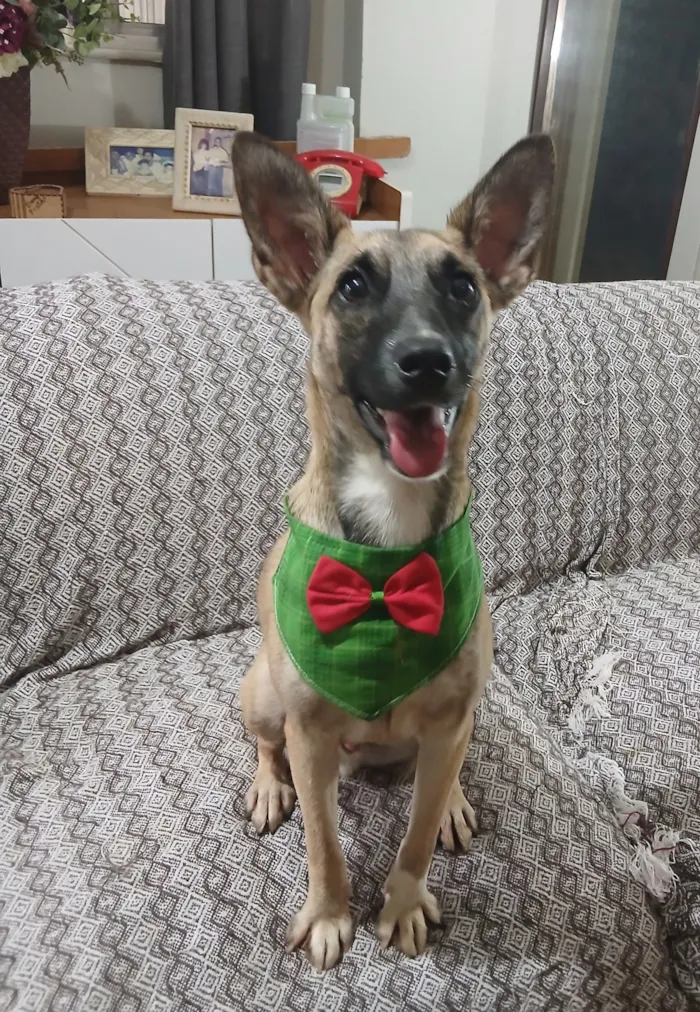 Cachorro raça SRD-ViraLata idade 1 ano nome lucca