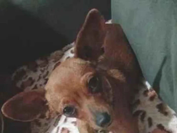 Cachorro raça Pinscher idade 3 anos nome vanetinha
