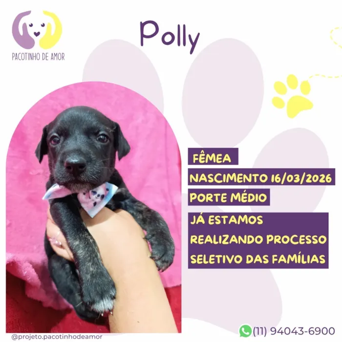 Cachorro raça SRD-ViraLata idade 2 a 6 meses nome Polly