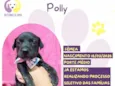 Polly
