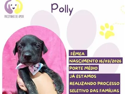 Cachorro raça SRD-ViraLata idade 2 a 6 meses nome Polly