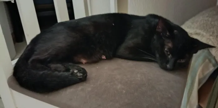 Gato raça SRD-ViraLata idade 1 ano nome não sabemos 