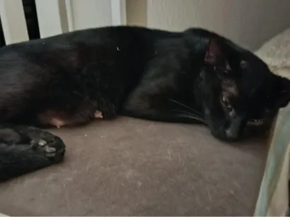 Gato raça SRD-ViraLata idade 1 ano nome não sabemos 