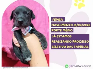 Cachorro raça SRD-ViraLata idade 2 a 6 meses nome Polly