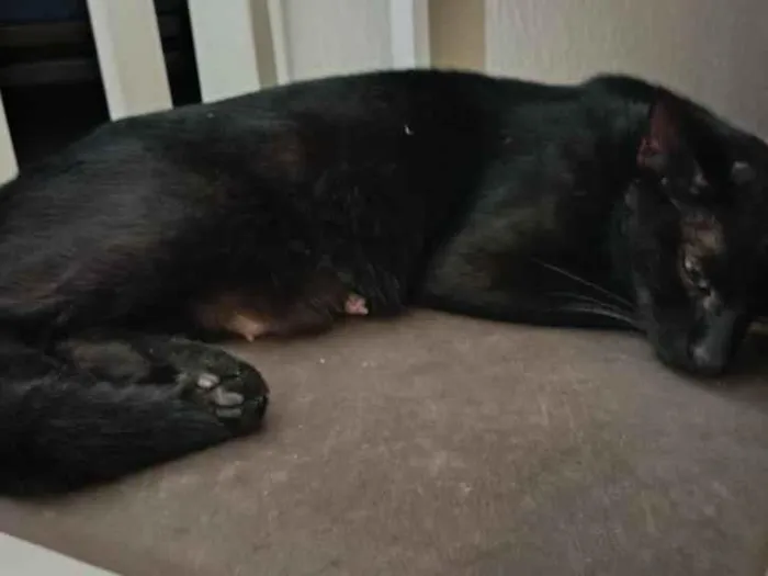 Gato raça SRD-ViraLata idade 1 ano nome não sabemos 