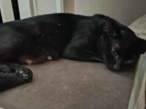 Gato raça SRD-ViraLata idade 1 ano nome não sabemos 