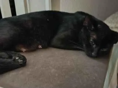 Gato raça SRD-ViraLata idade 1 ano nome não sabemos 