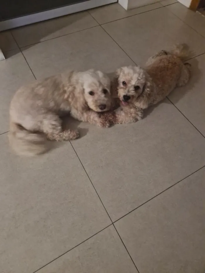 Cachorro raça Poodle idade 6 ou mais anos nome Fifi e Tunga