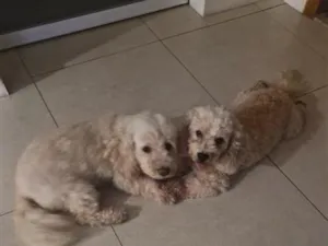 Cachorro raça Poodle idade 6 ou mais anos nome Fifi e Tunga