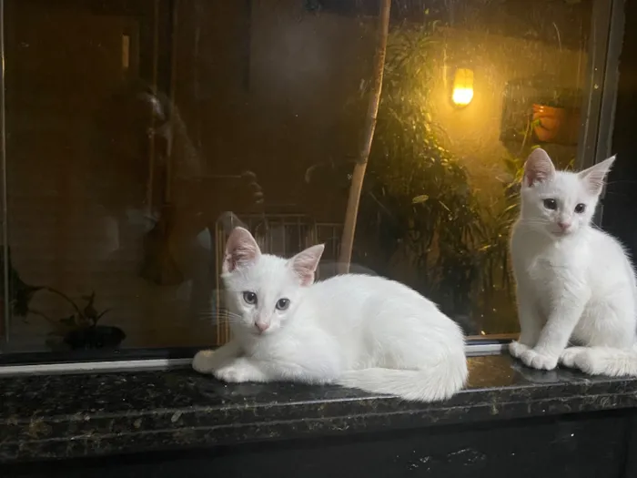 Gato raça SRD-ViraLata idade 2 a 6 meses nome Luffy e Ace