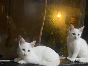 Gato raça SRD-ViraLata idade 2 a 6 meses nome Luffy e Ace