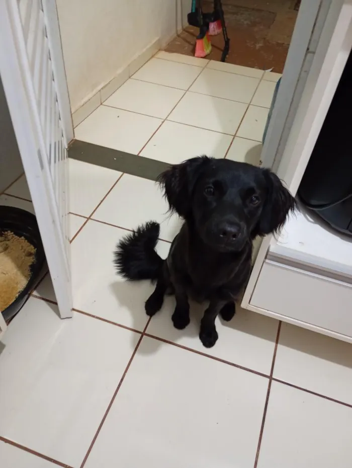 Cachorro raça SRD-ViraLata idade 7 a 11 meses nome Dalberto