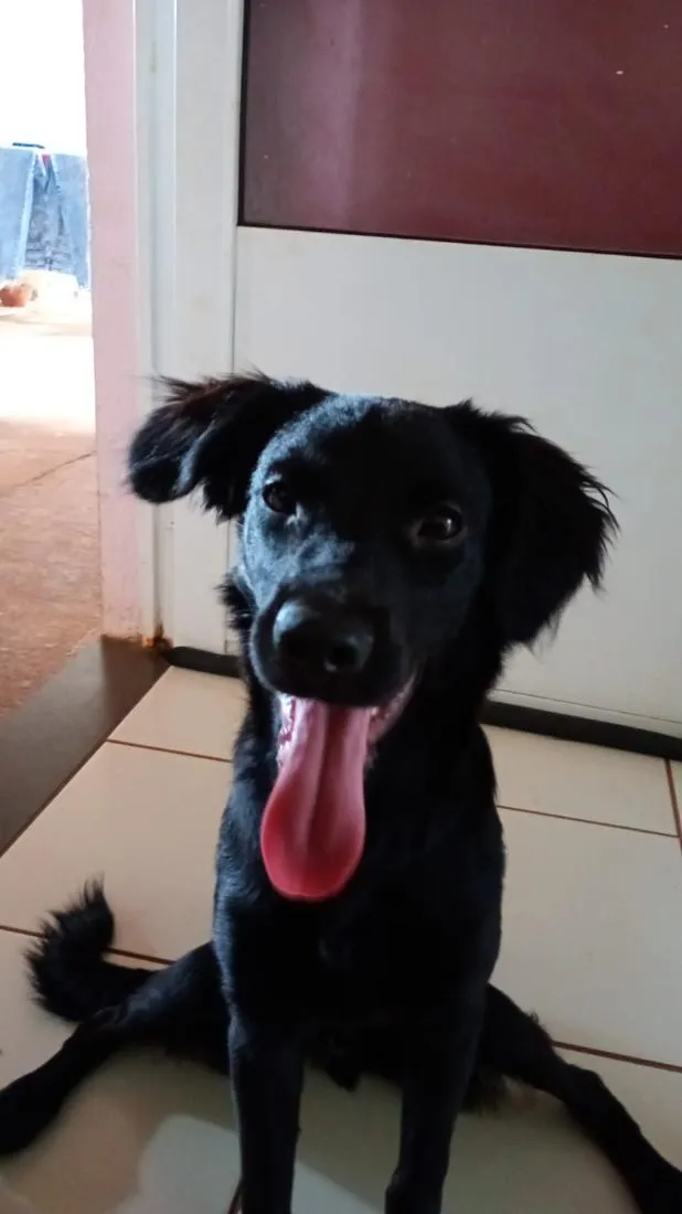 Cachorro raça SRD-ViraLata idade 7 a 11 meses nome Dalberto