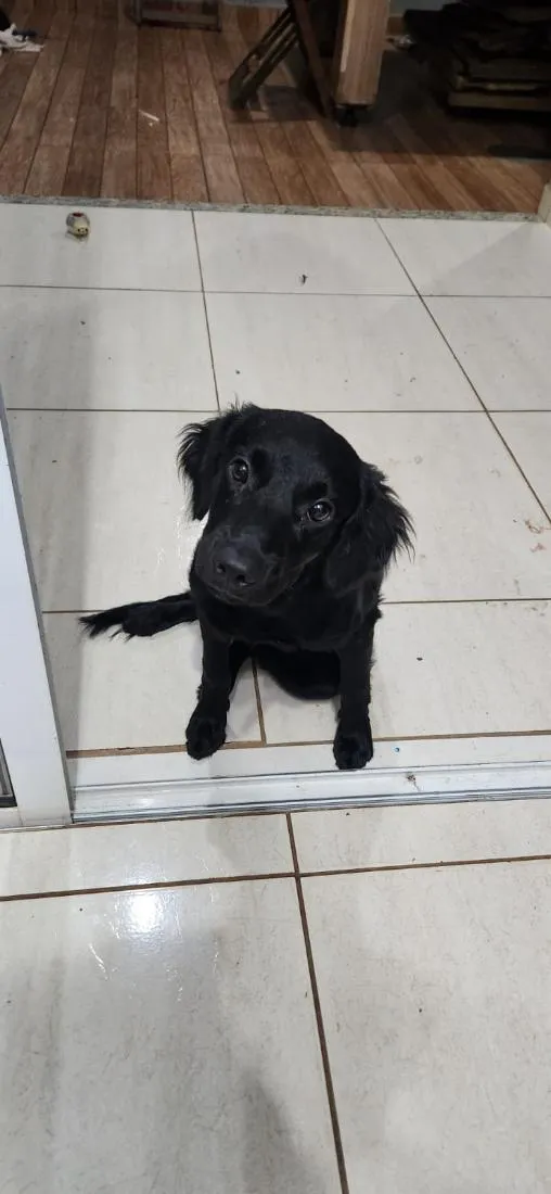 Cachorro raça SRD-ViraLata idade 7 a 11 meses nome Dalberto