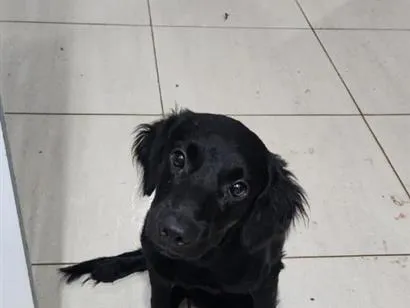 Cachorro raça SRD-ViraLata idade 7 a 11 meses nome Dalberto