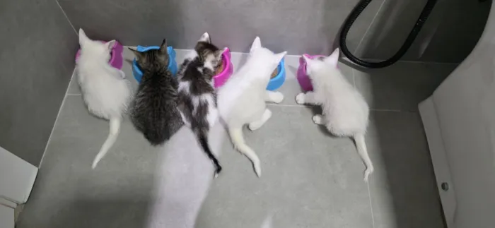 Gato raça SRD-ViraLata idade 1 ano nome Luna