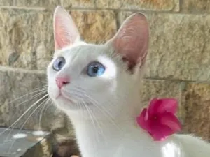 Gato raça SRD-ViraLata idade 1 ano nome Luna