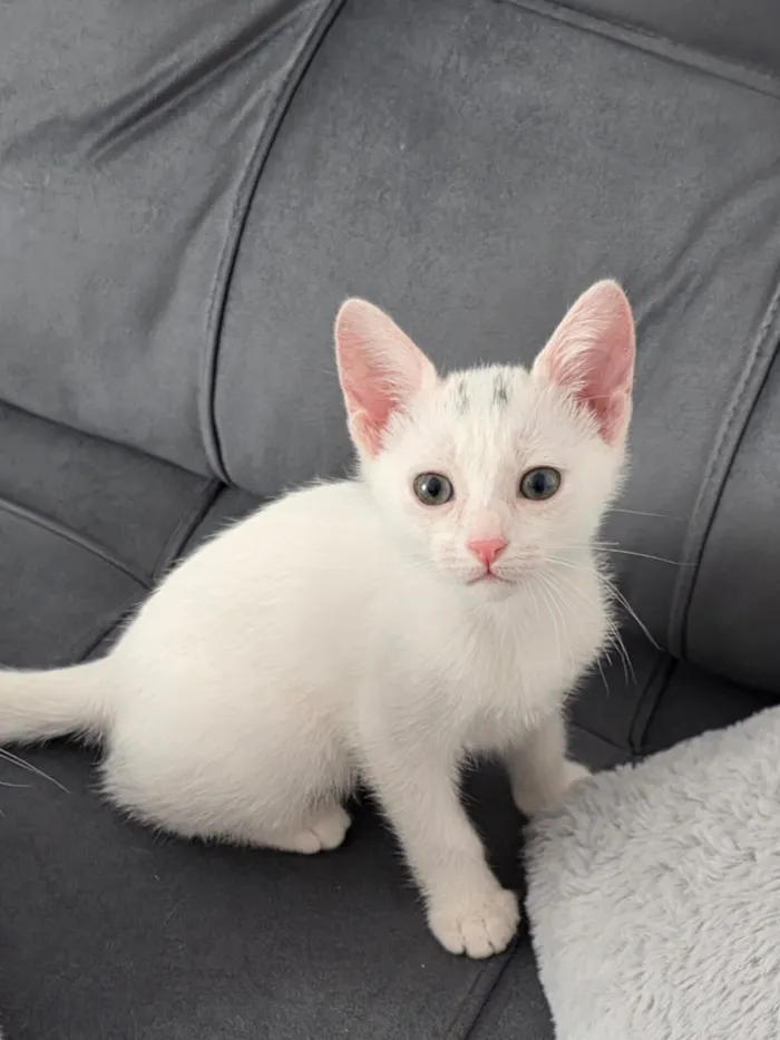 Gato raça SRD-ViraLata idade 2 a 6 meses nome Tom