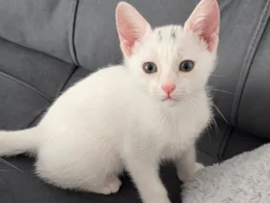 Gato raça SRD-ViraLata idade 2 a 6 meses nome Tom