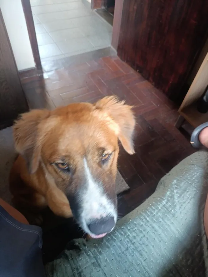 Cachorro raça SRD-ViraLata idade 1 ano nome Mel