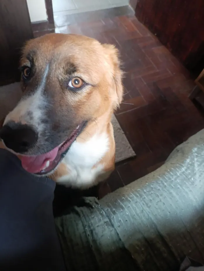 Cachorro raça SRD-ViraLata idade 1 ano nome Mel