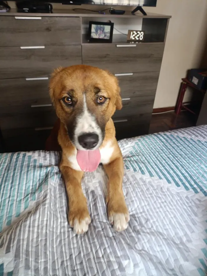 Cachorro raça SRD-ViraLata idade 1 ano nome Mel