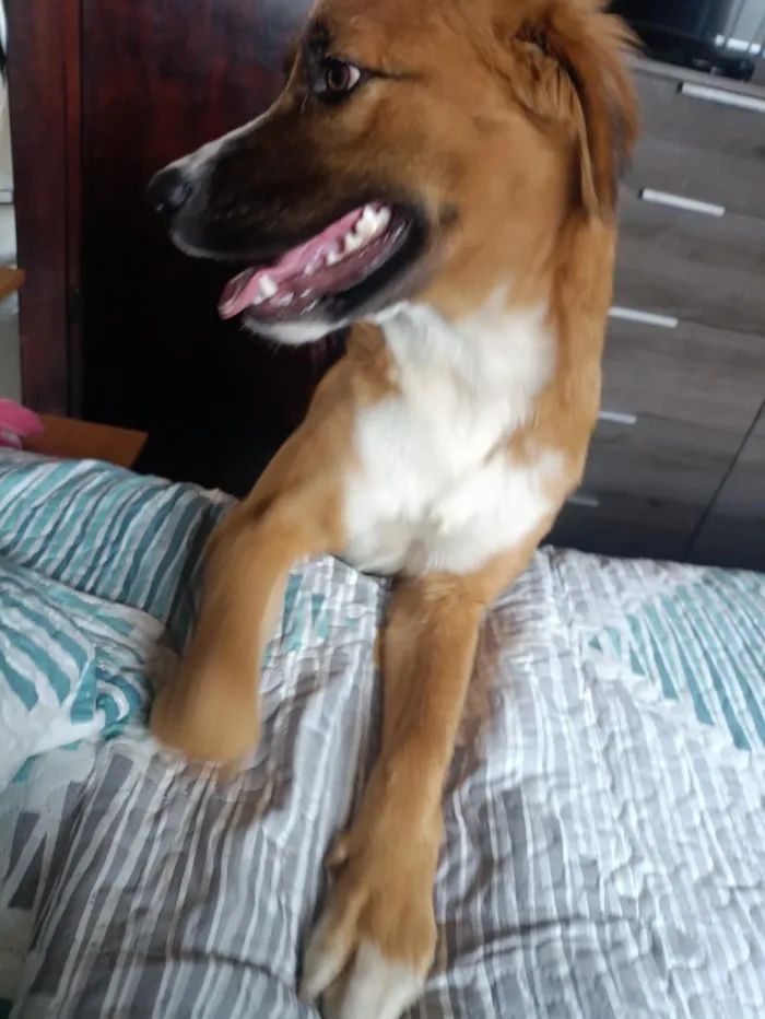 Cachorro raça SRD-ViraLata idade 1 ano nome Mel