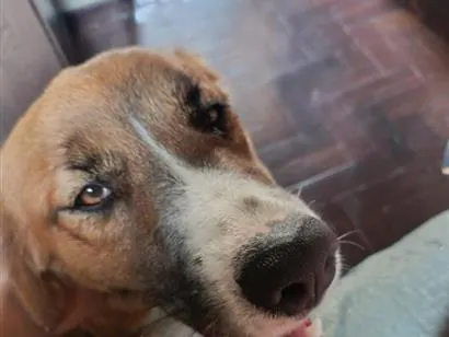 Cachorro raça SRD-ViraLata idade 1 ano nome Mel