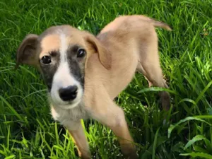 Cachorro raça SRD-ViraLata idade 2 a 6 meses nome Marley